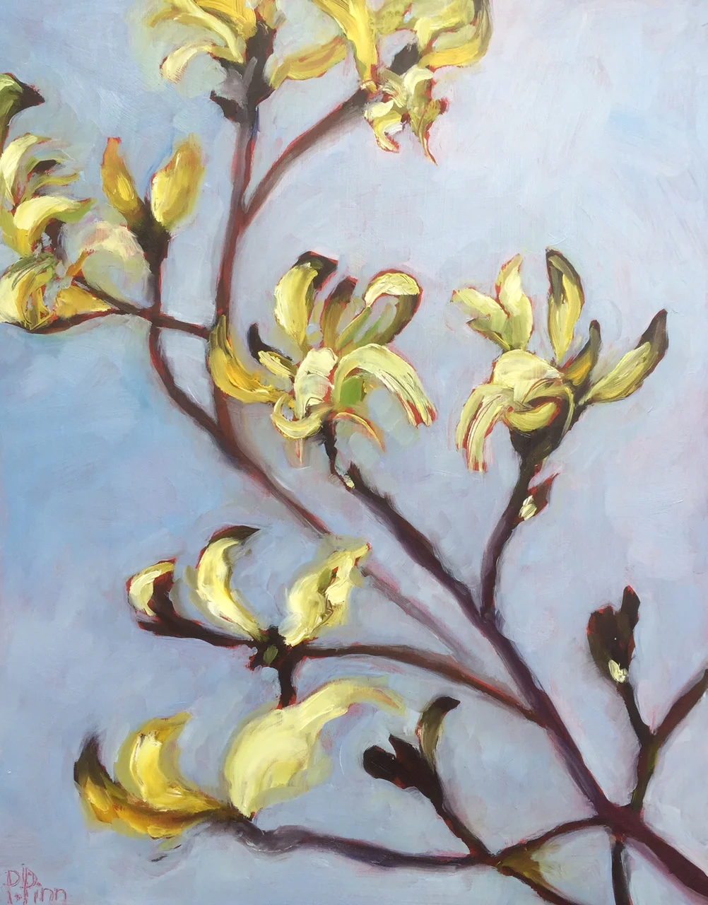 kangaroo paws