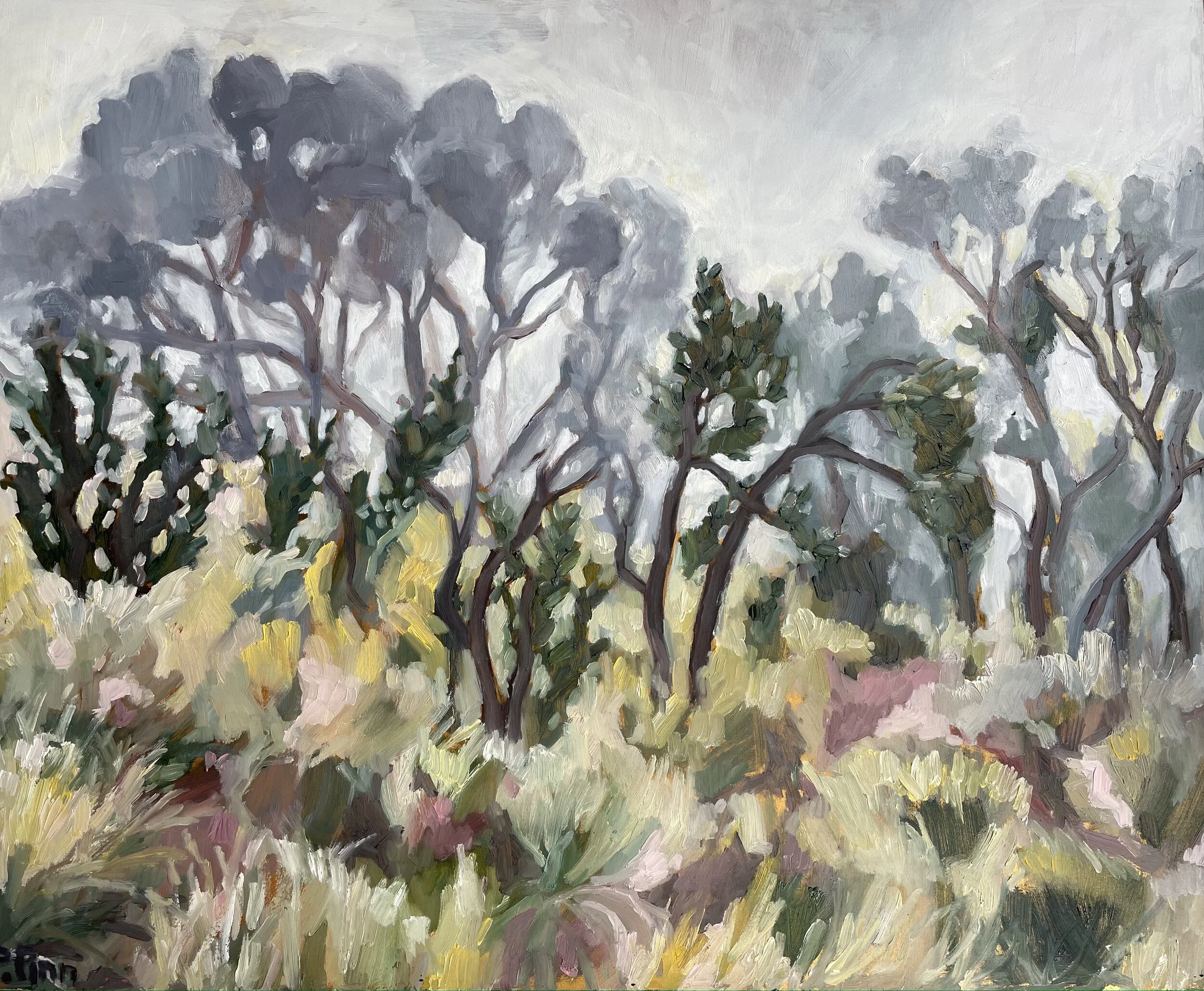 MISTY MORNING, MOUNT CANOBOLAS