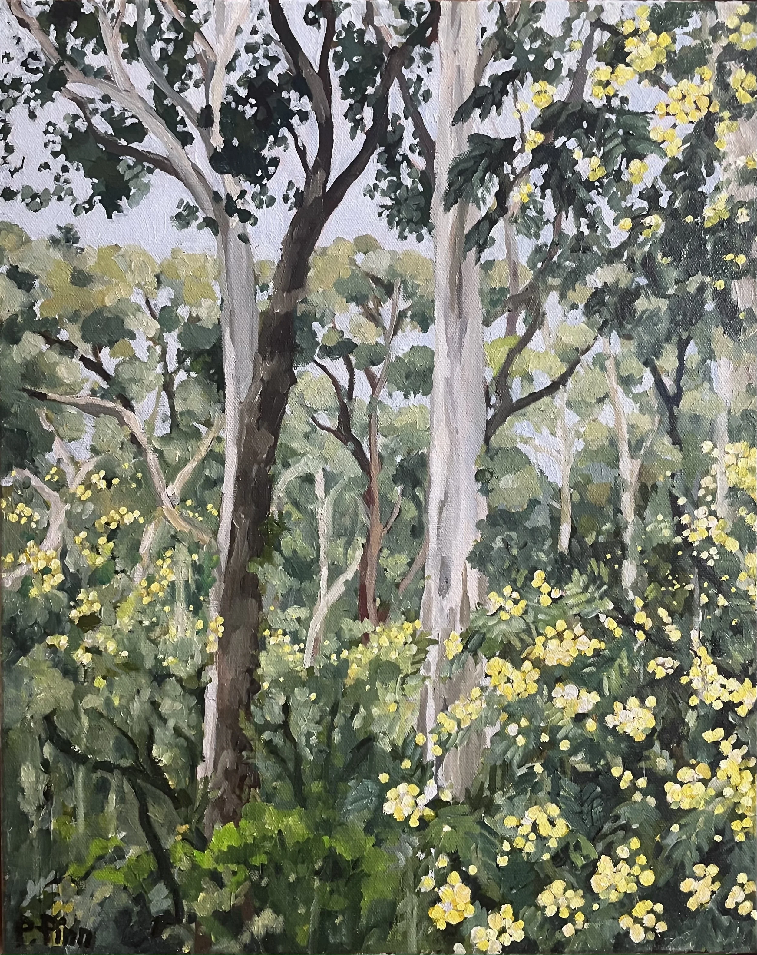 WATTLE FOREST