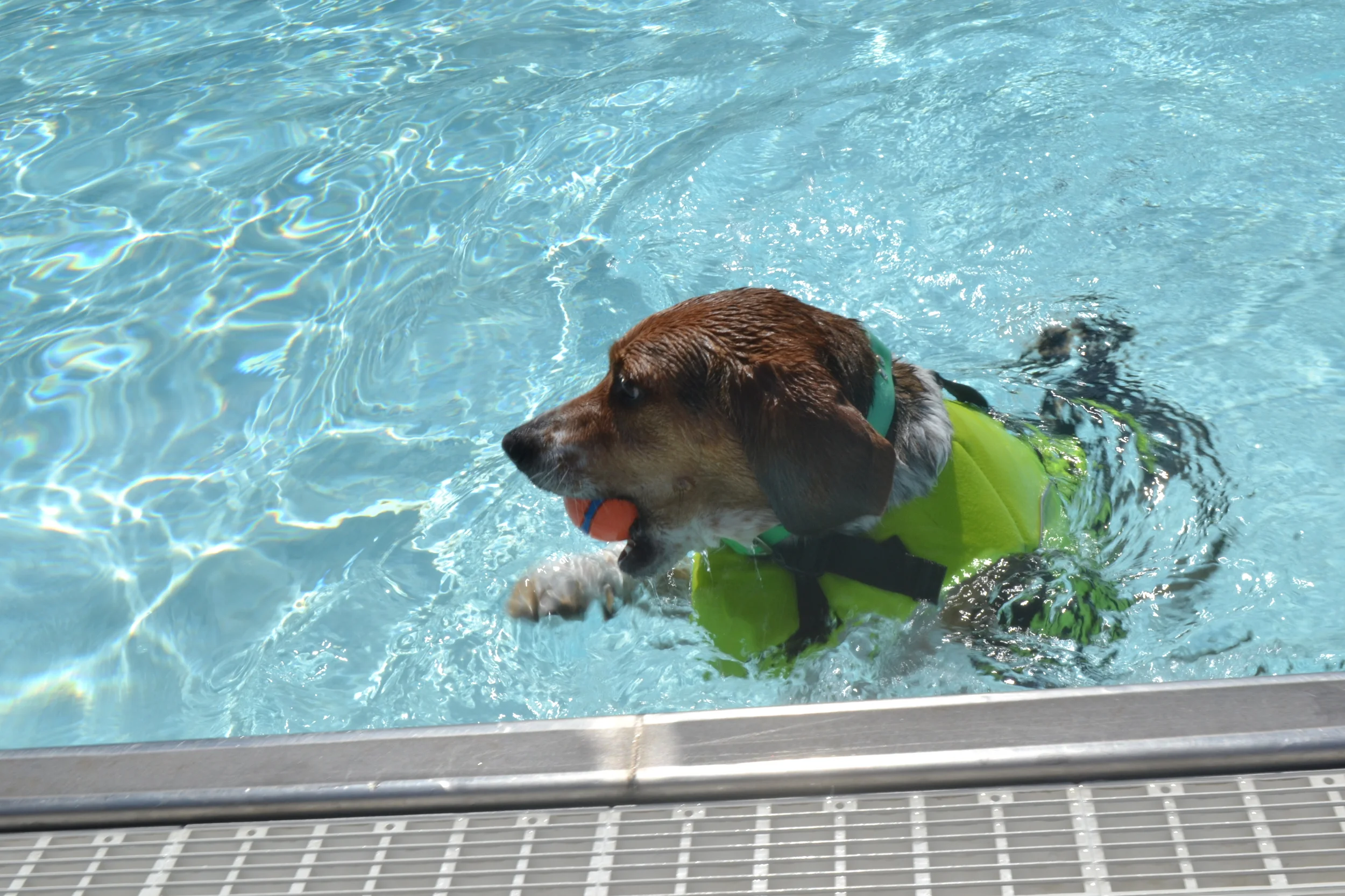 DPR Doggie Day Swim (The Washington Post)