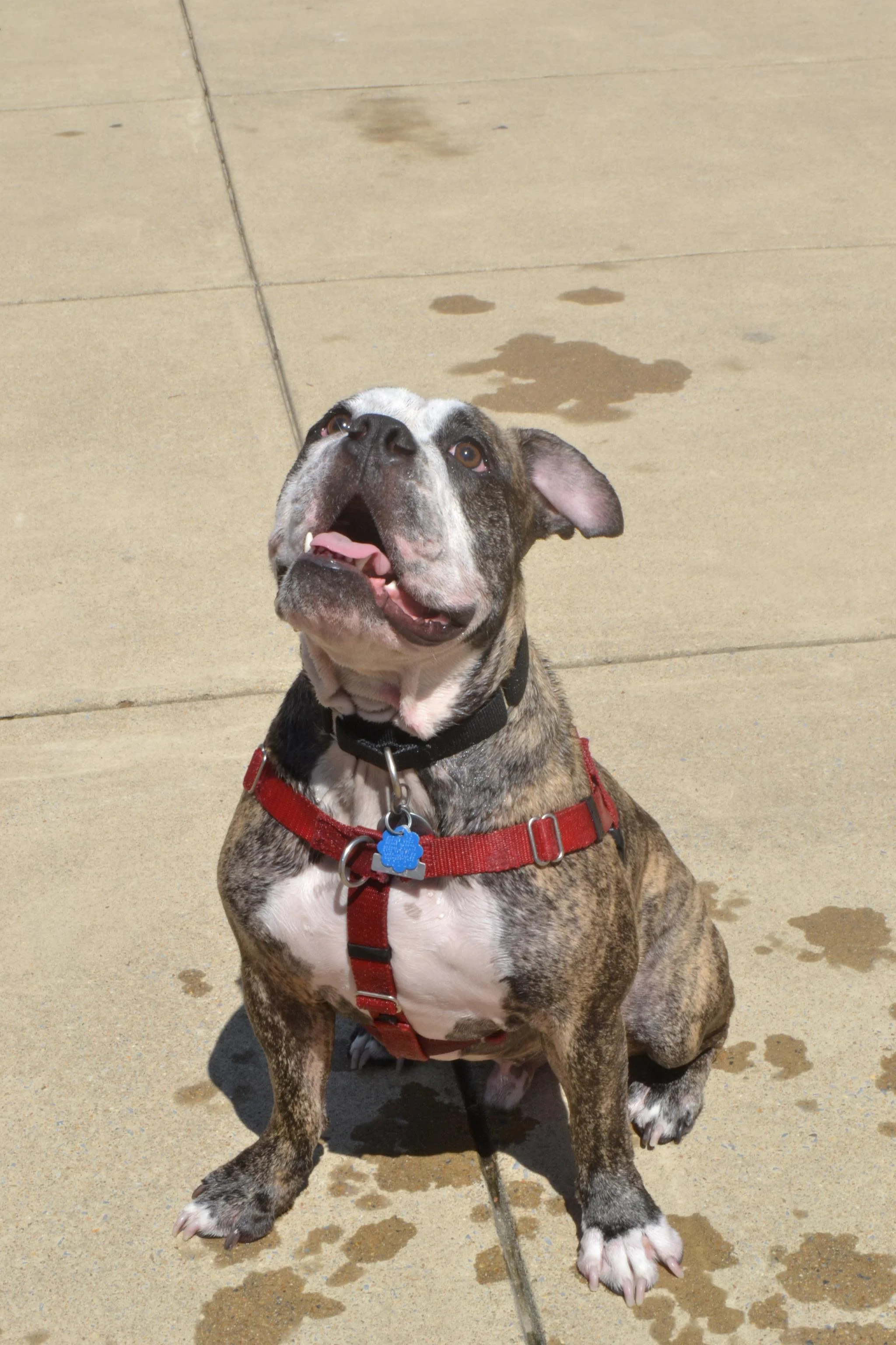 DPR Doggie Day Swim (The Washington Post)