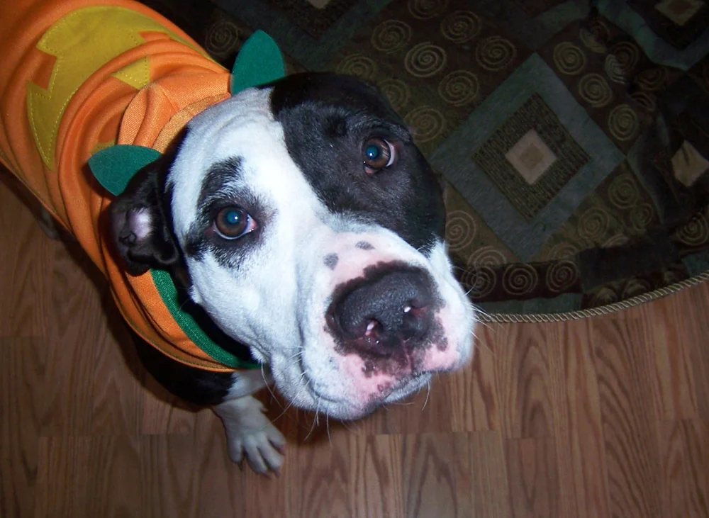 Pretty Pumpkin
