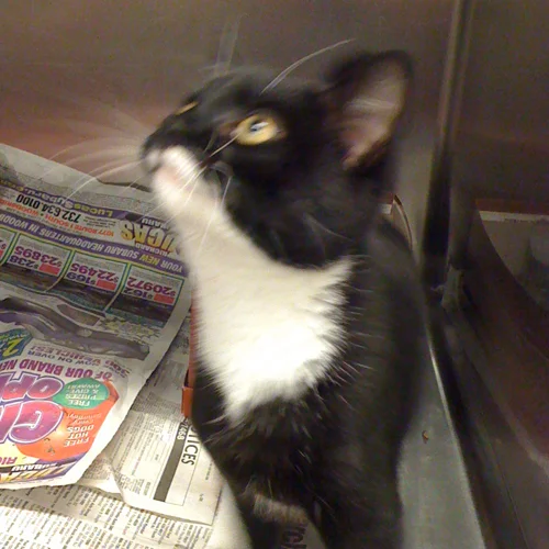 Tuxedo