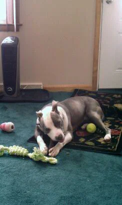 chew toy