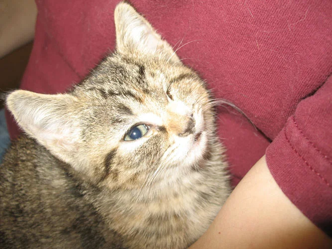 gizmo