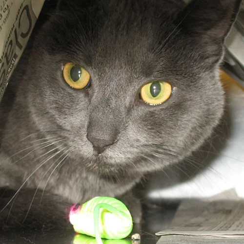 Coco 1