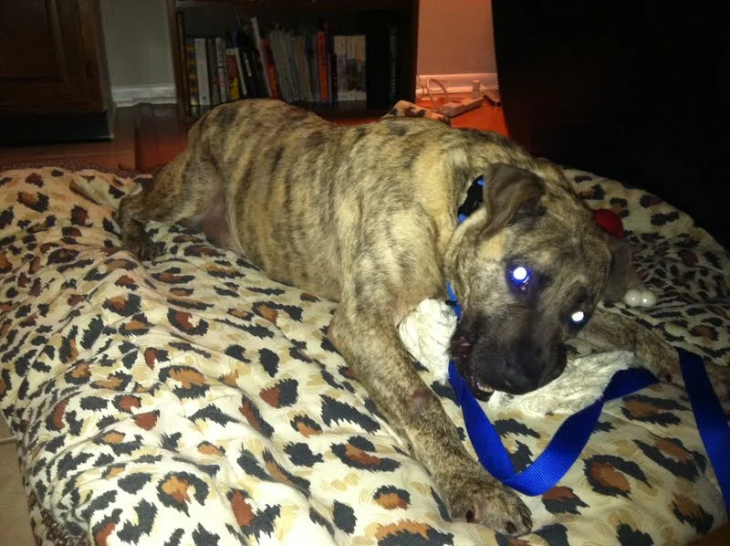 foster