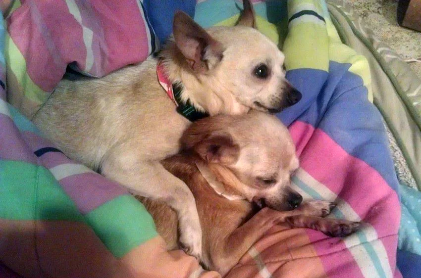 Drew and Lulu, missing Cammi while she was in surgery