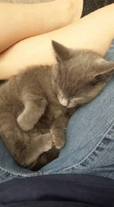 kitten sleep.jpg