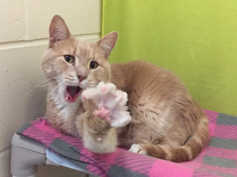 jack high 5.jpg