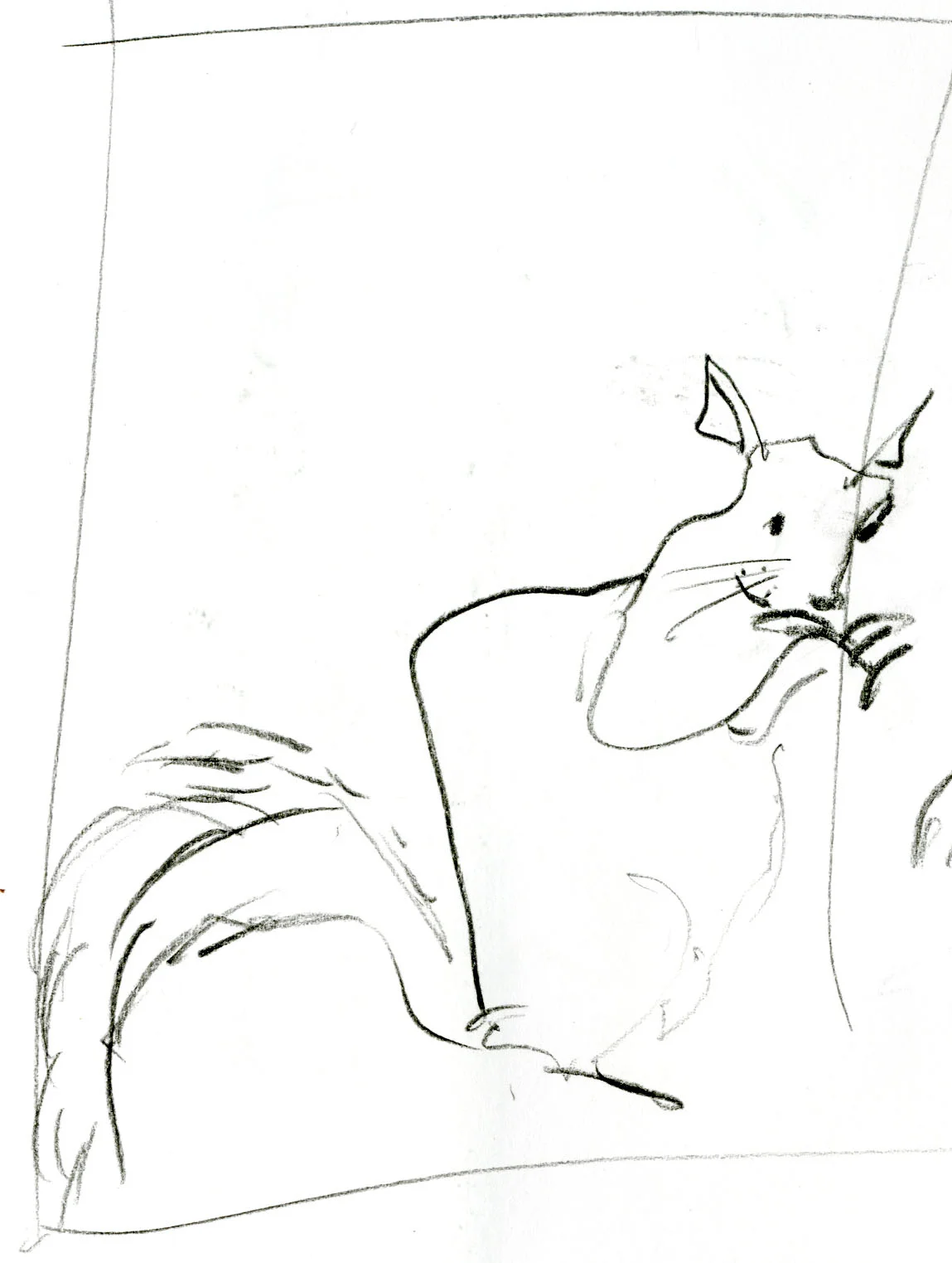 Squirrels make great models and will stick around when fed walnuts. © Carly Larsson 2014
