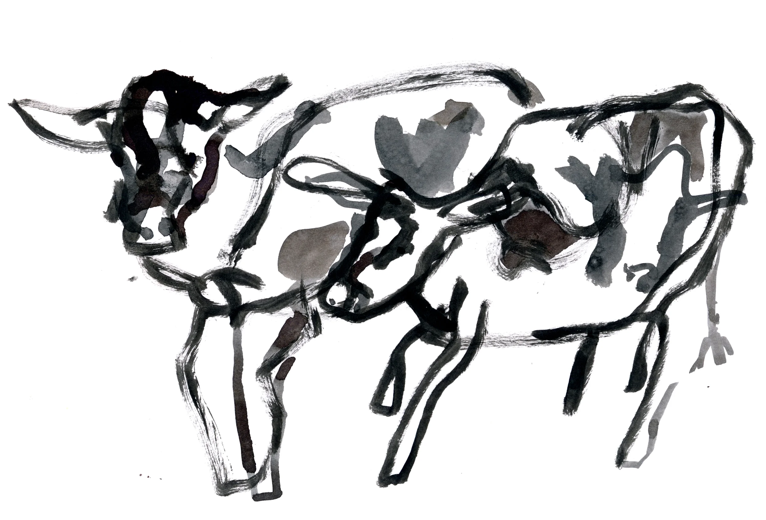 2015.11.29 Cows 1.jpg