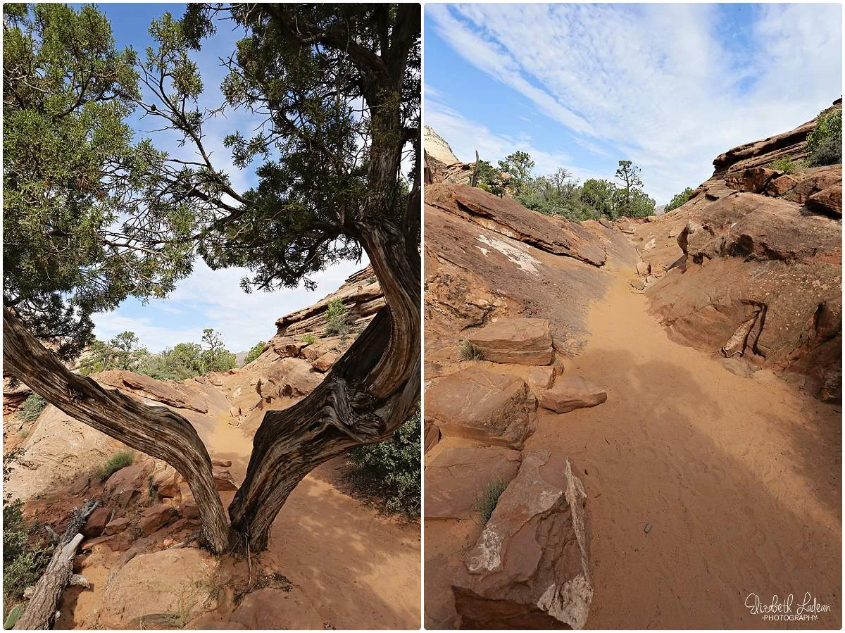 Zion National Park_B&Wtravel_1742.jpg