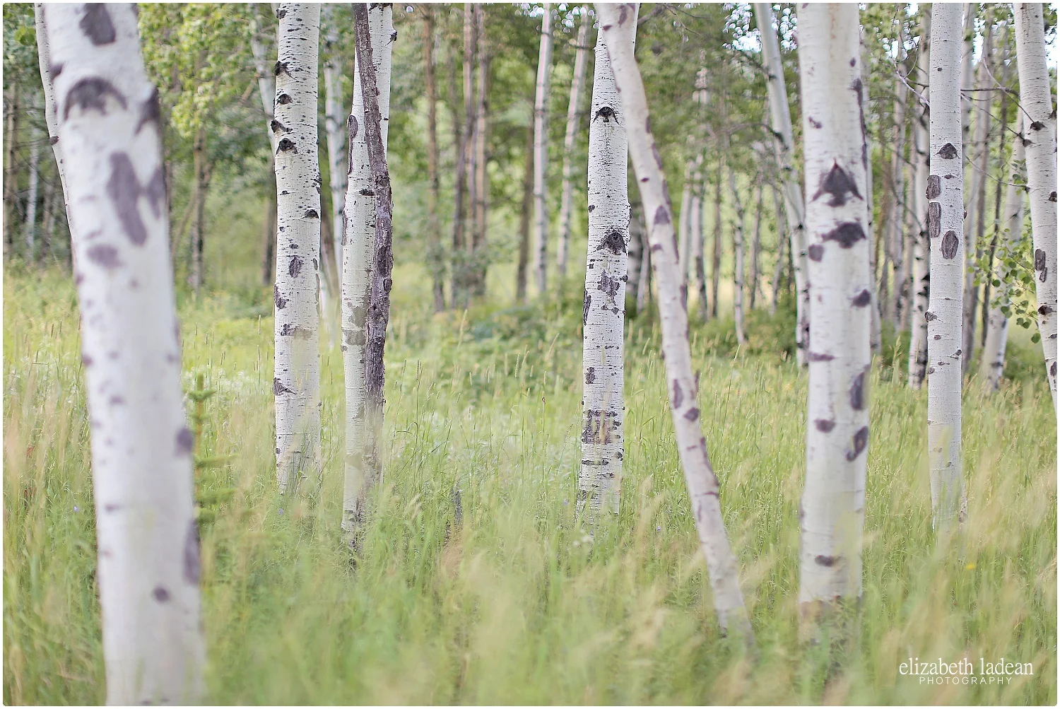 Colorado-Conifer+Evergreen-ElizabethLadeanPhotography--_6057.jpg