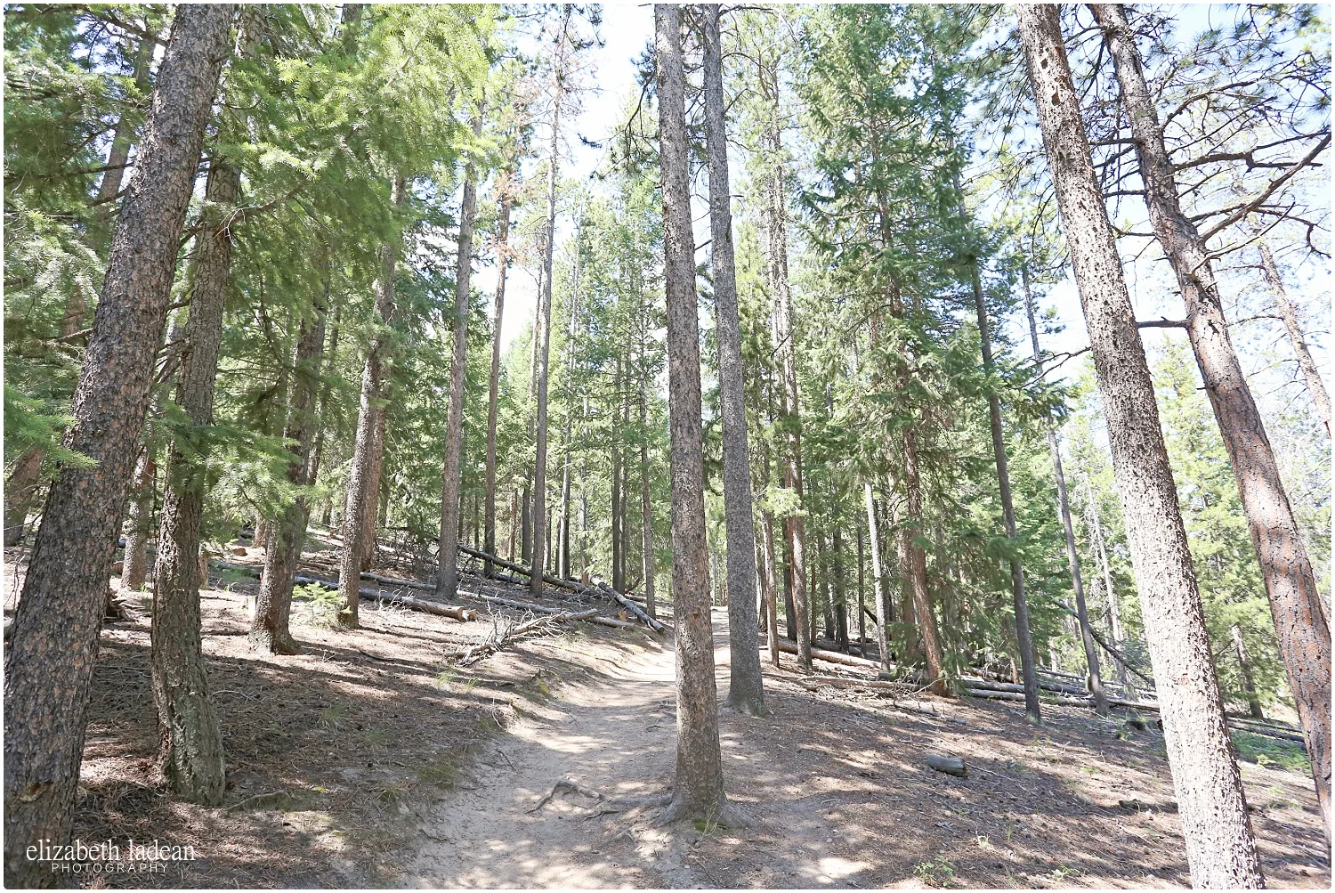 Colorado-Conifer+Evergreen-ElizabethLadeanPhotography--_6068.jpg