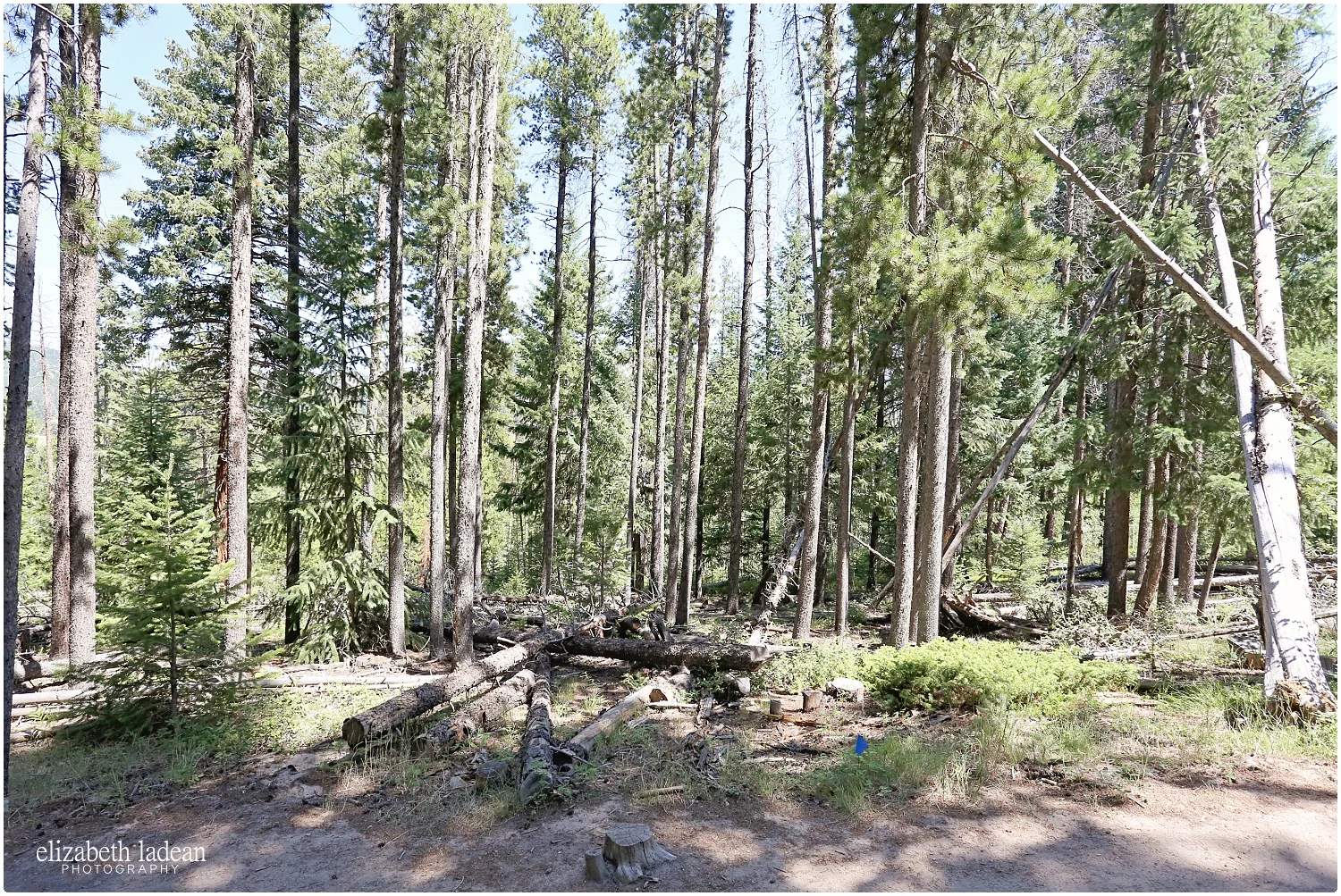 Colorado-Conifer+Evergreen-ElizabethLadeanPhotography--_6071.jpg