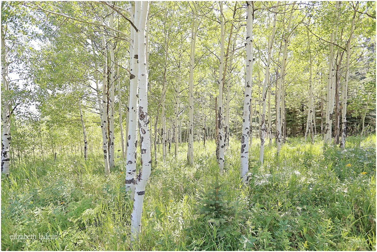 Colorado-Conifer+Evergreen-ElizabethLadeanPhotography--_6073.jpg