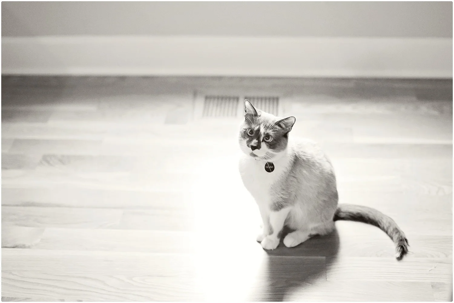 Noah-Cat-Lover-ELP-photo_6410.jpg