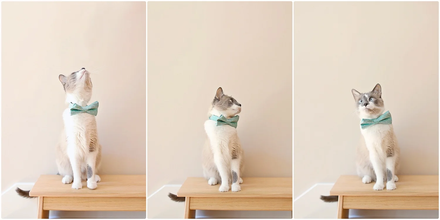 Cat-Birthday-10-year-old-cat-Elizabeth-Ladean-Photography-photo_6744.jpg