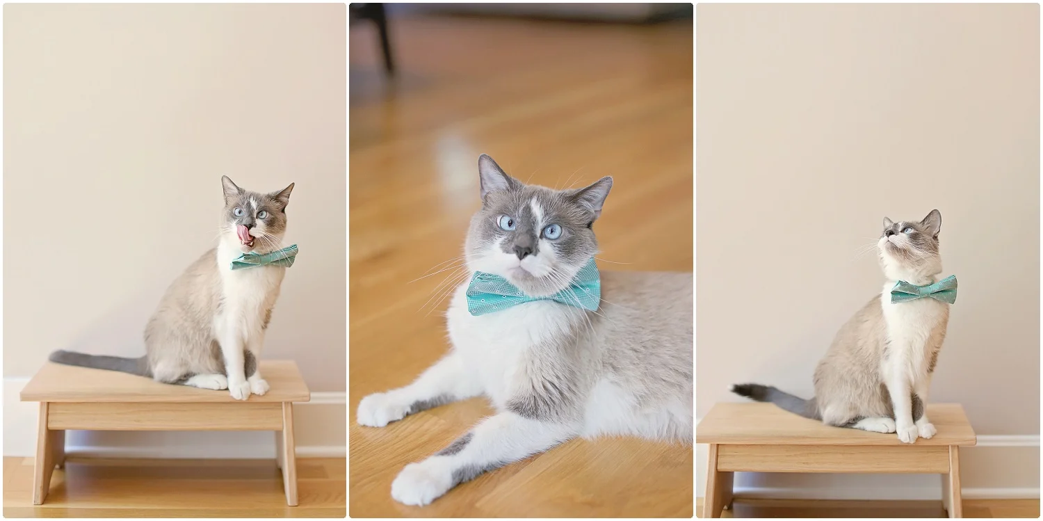 Cat-Birthday-10-year-old-cat-Elizabeth-Ladean-Photography-photo_6745.jpg