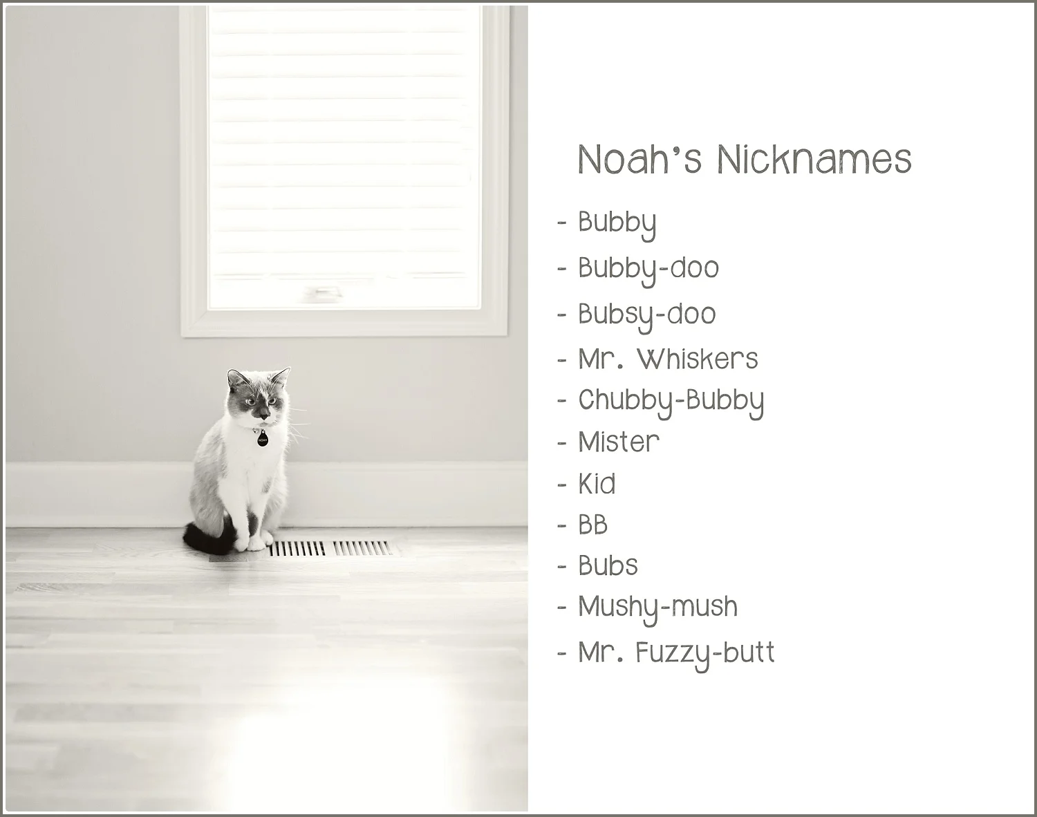 Noah-Cat-Story-Elizabeth-Ladean-Photography-photo_6756.jpg