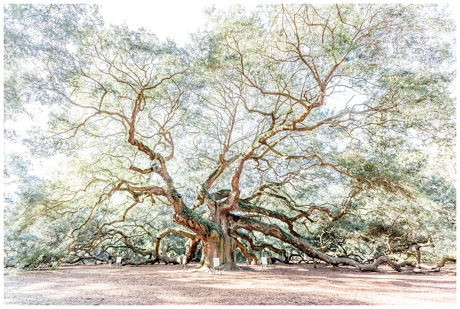 Exploring-Charleston-SC-on-foot-2017-Elizabeth-Ladean-Photography-photo-_4010.jpg