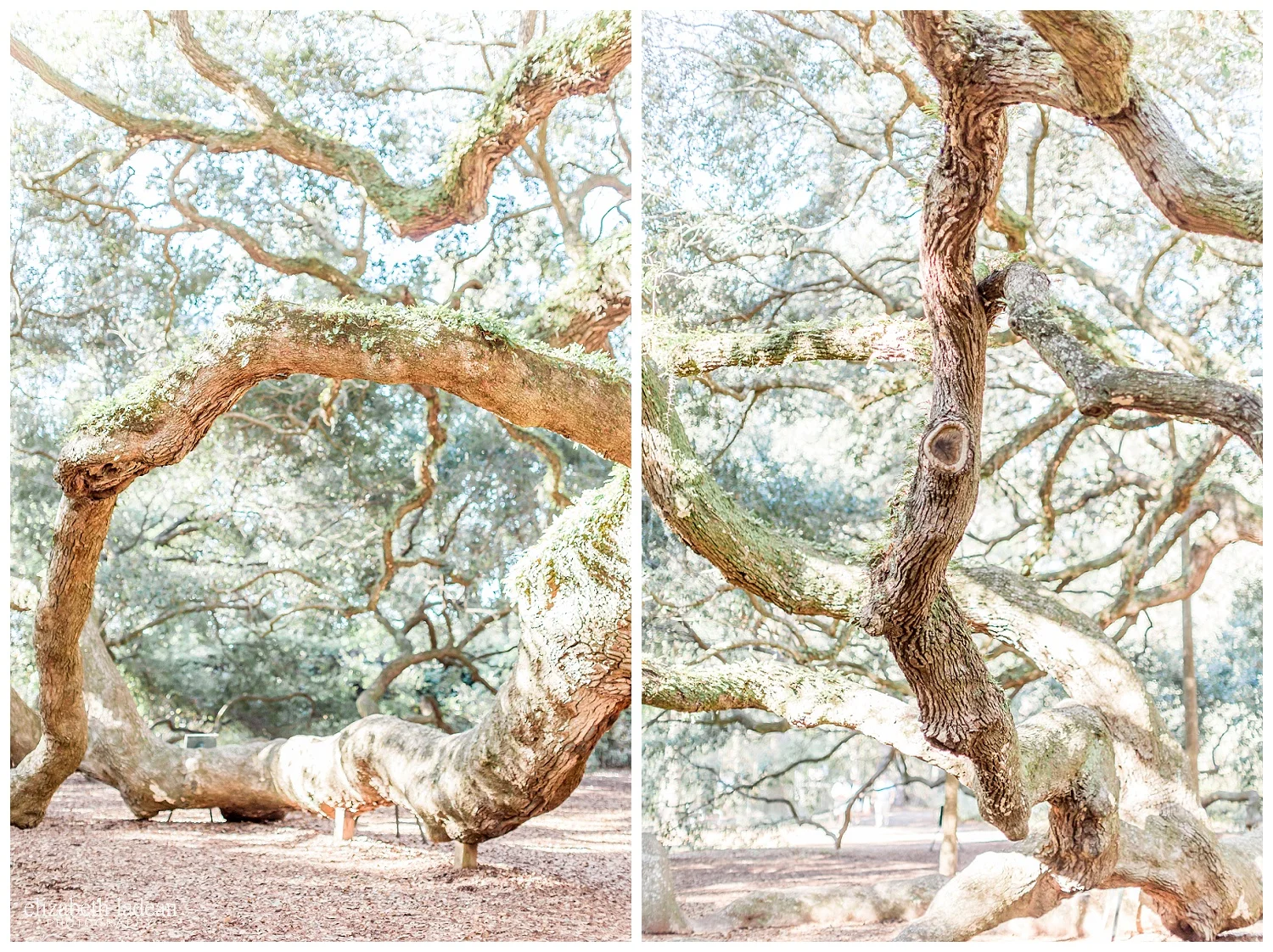 Exploring-Charleston-SC-on-foot-2017-Elizabeth-Ladean-Photography-photo-_4014.jpg