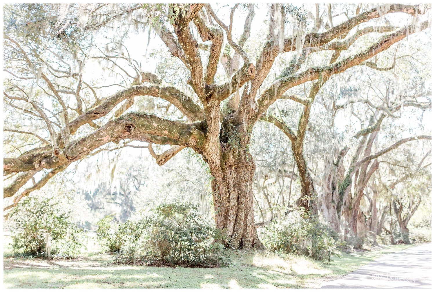 Exploring-Charleston-SC-on-foot-2017-Elizabeth-Ladean-Photography-photo-_4033.jpg