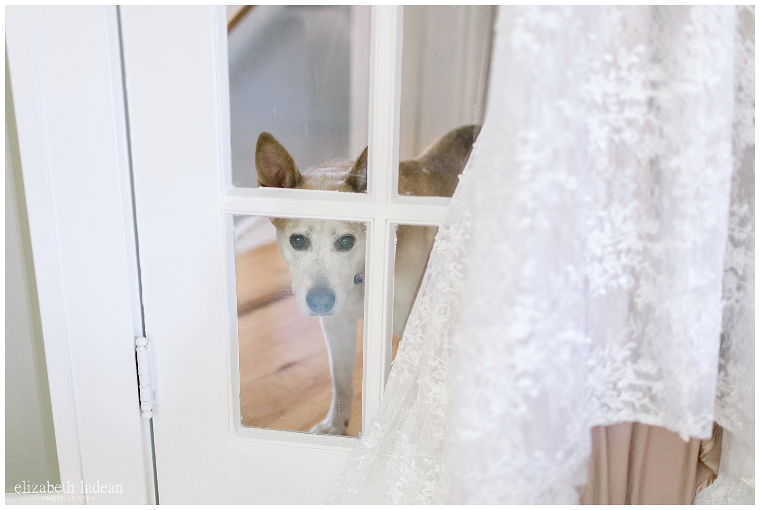  incorporating your dog in your wedding day photography 