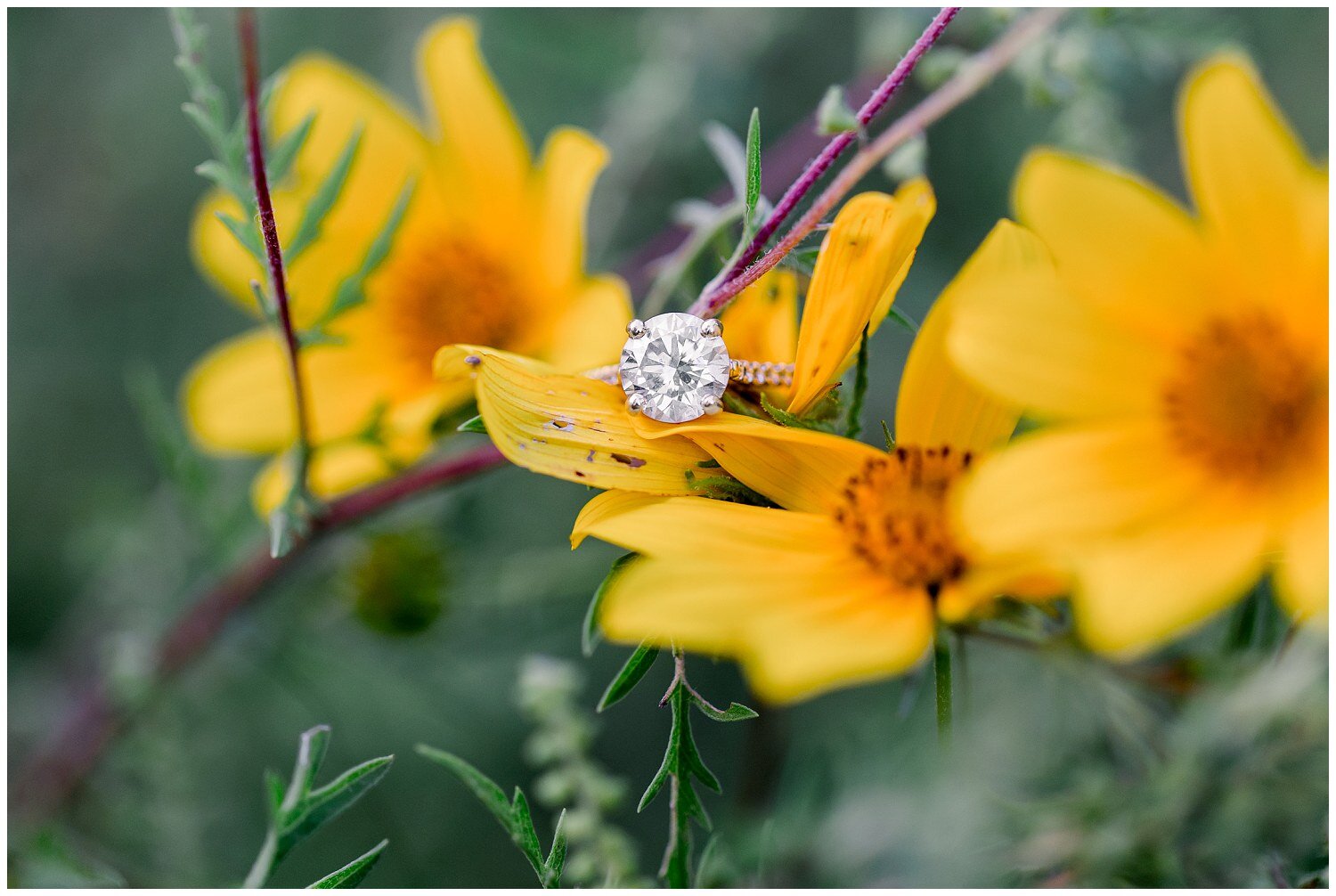 Yellow-Wildflower-Field-Engagement-Photos-Kansas-AandM-09-2020-Elizabeth-Ladean-Photography-photo-_4888.jpg