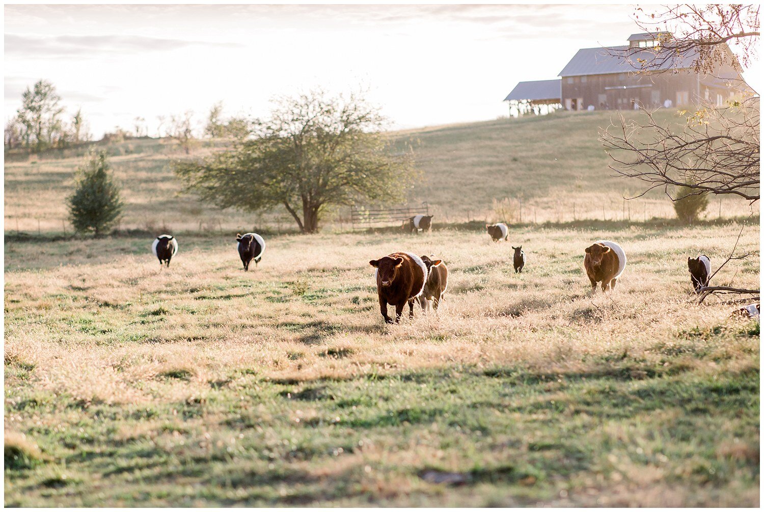 Fall-Barn-Style-Wedding-Pampas-Grass-Reds-Weston-Missouri-M-and-C-10-16-20-Elizabeth-Ladean-Photography-photo-_8710.jpg