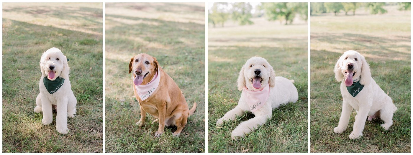 Shawnee-Mission-Park-Engagement-Photos-E+P-09-2022-Elizabeth-Ladean-Photography-photo-_0616.jpg