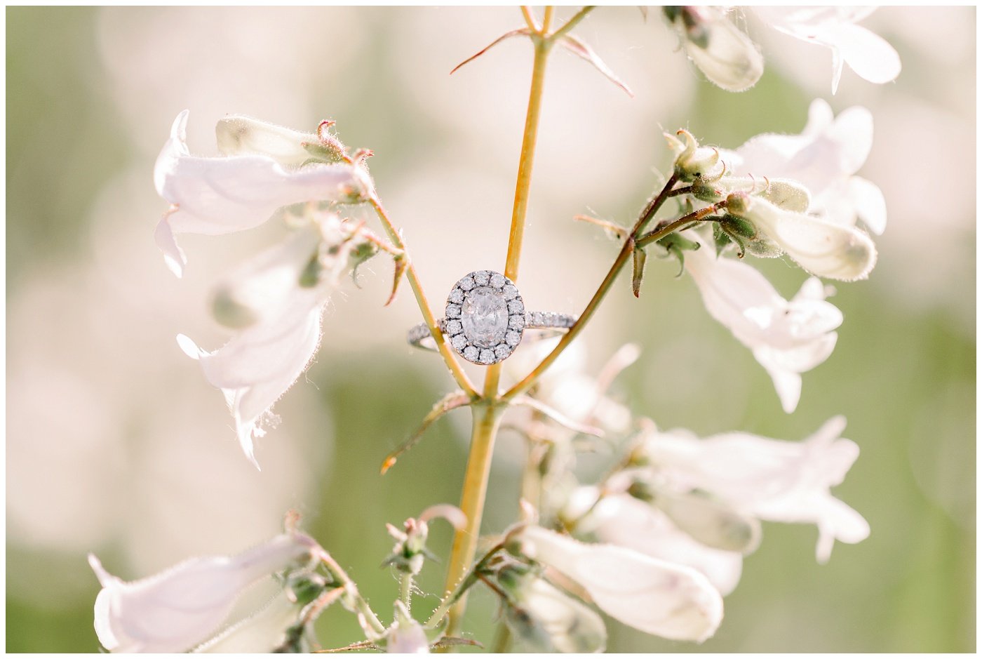 Shawnee-Mission-Park-Engagement-Photos-M+B-Elizabeth-Ladean-Photography-photo-_5675.jpg