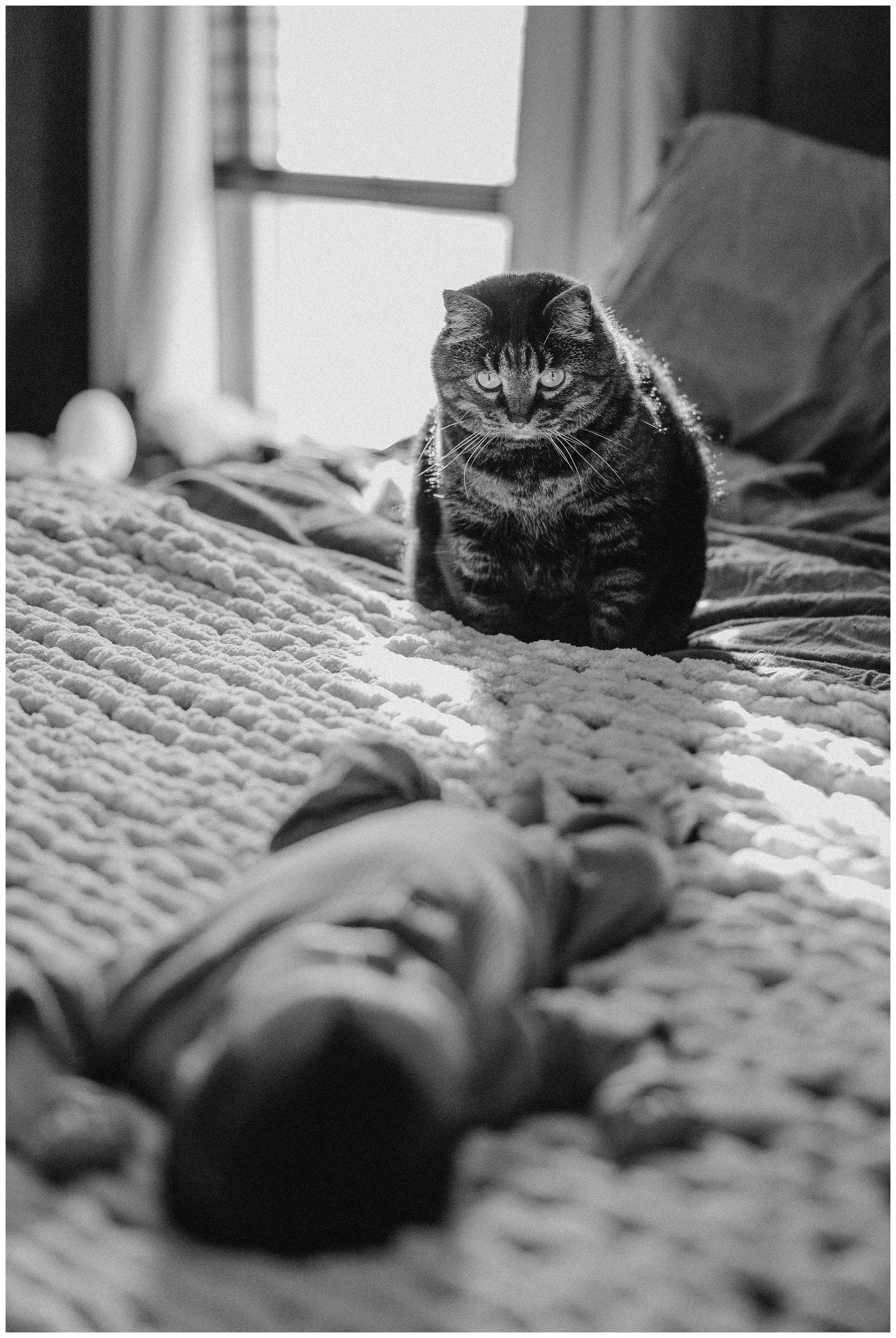 cat-staring-newborn-in-home.jpg