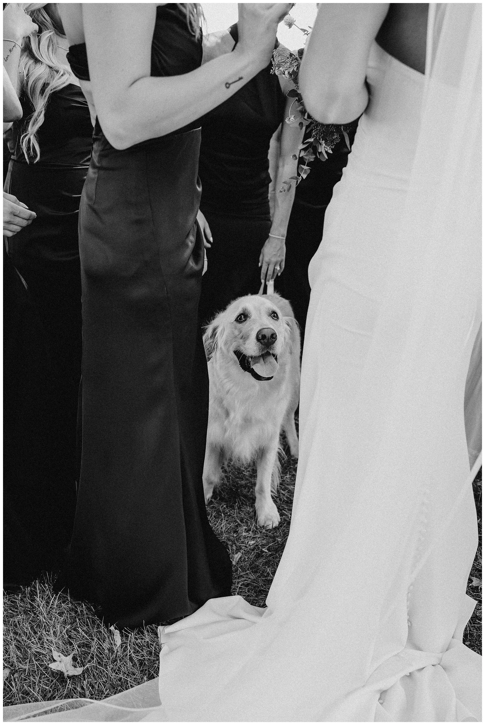 dog-seeing-bride-at-wedding-lone-summit-ranch.JPG