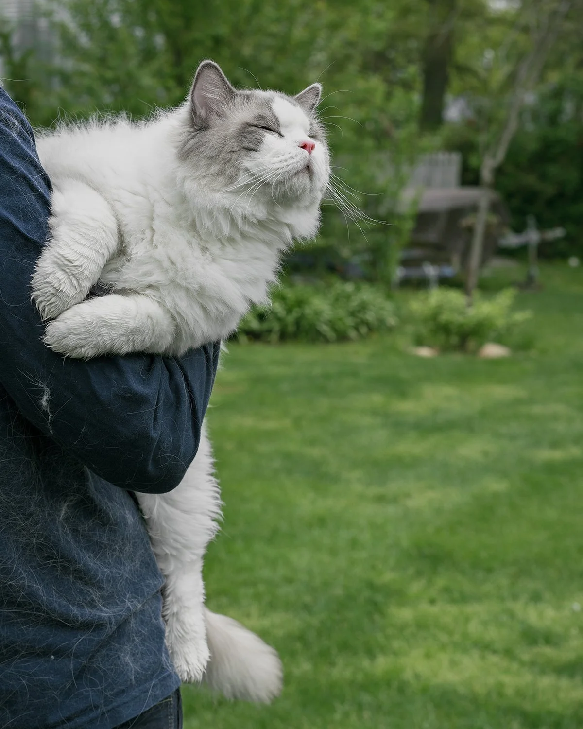 “ Valley of the Ragdolls,” Topic Stories
