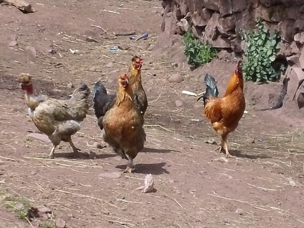 chickens-1.jpg