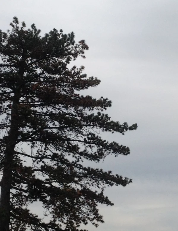 Union Park. Des Moines. November 2014.