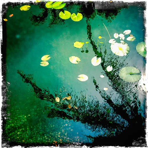 IZZE_7720_lilly-pads.jpg