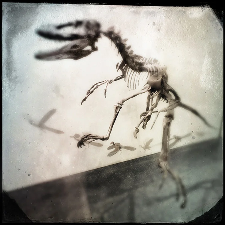 dino.jpg