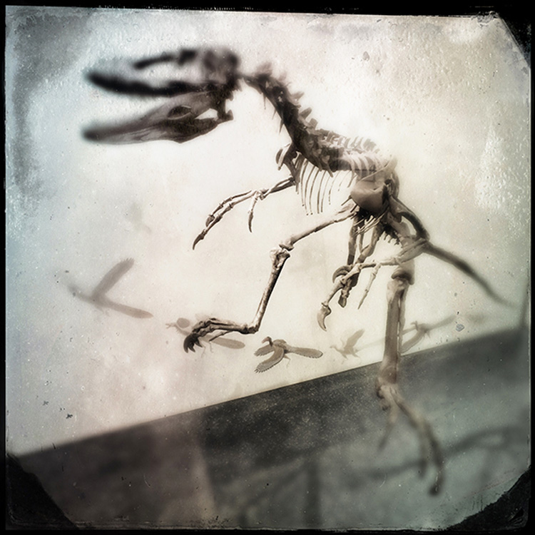 dino.jpg
