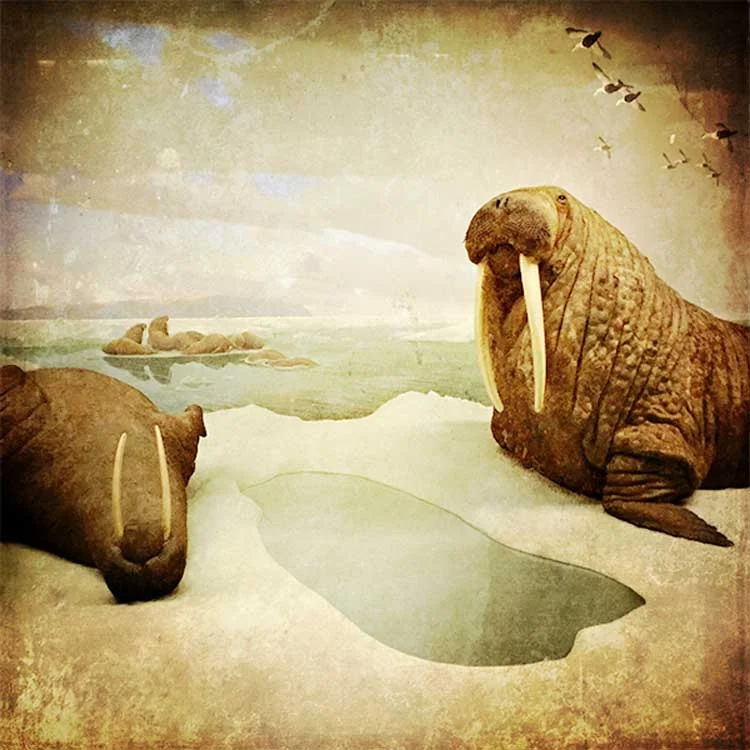 walrus.jpg