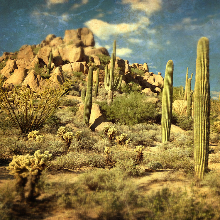 Arizona-cacti_web.jpg