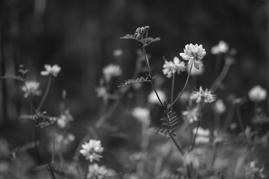 black and white daze in maine blog-2.jpg