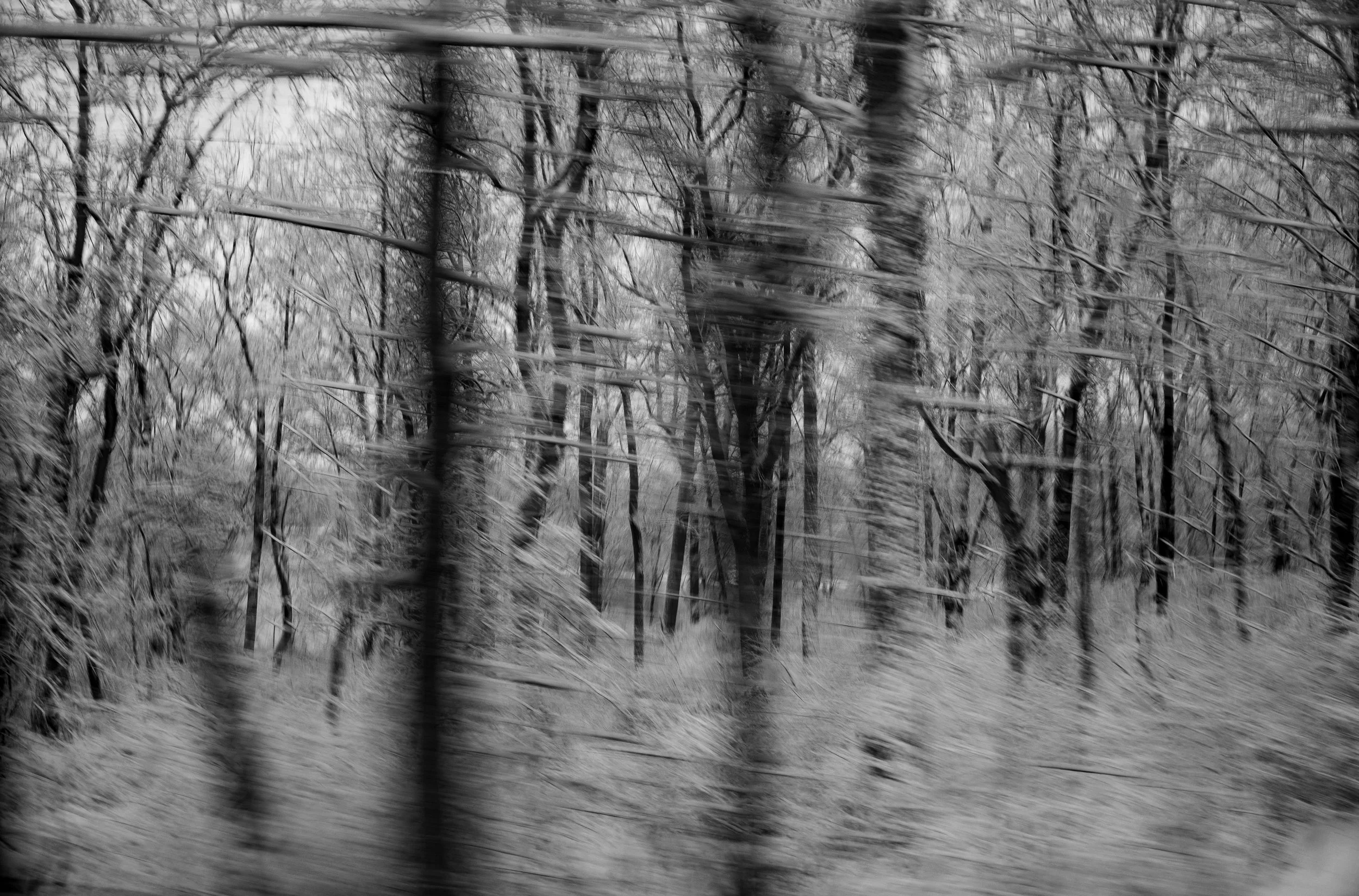 that snowy morning-2.jpg
