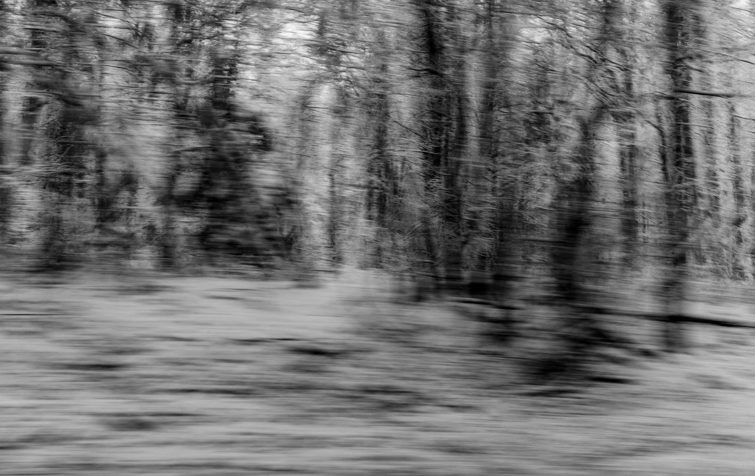that snowy morning-1.jpg