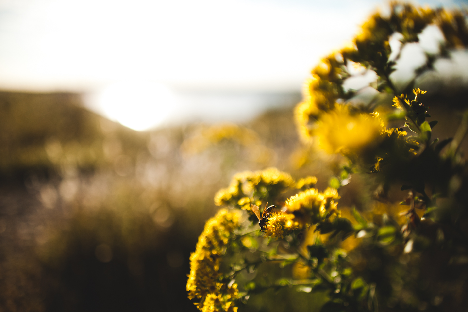 Canon 5D Mark II with Sigma 85mm