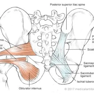The human pelvis with some of the pelvic muscles and ligaments represented. 