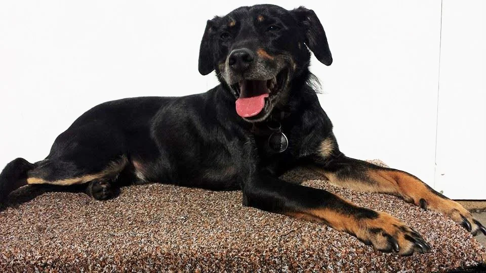 Faqs Frequently Asked Questions Hound Lounge Dog Daycare