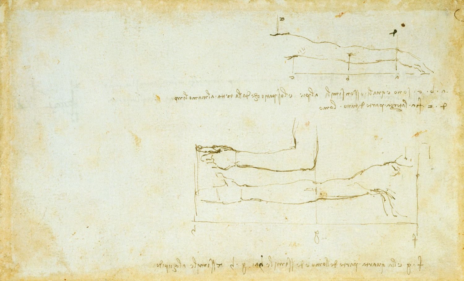 Leonardo_da_Vinci__proportions_of_the_arm.jpg